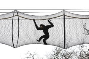 goudwanggibbons verkennen de nieuwe luchtbrug naar het gibbon eiland.