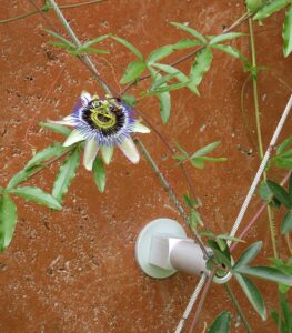 Aluminum standoff for greenery system - Carl Stahl DecorCable