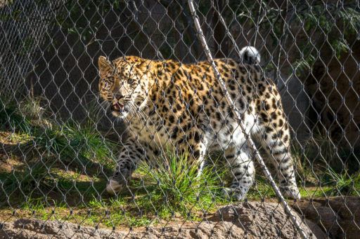 San Dieog Zoo, Africa Rocks - Carl Stahl